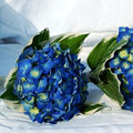 Green Academy - florists: bouquets